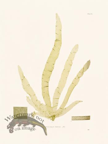 Bradbury Seaweed 151